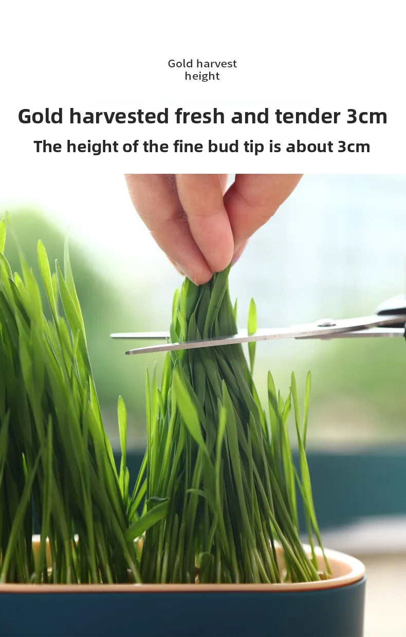 Pet Supplies Cat Snacks Cat Planting Hydroponic Box Cat Grass Pot Hydroponic Cat Grass Box