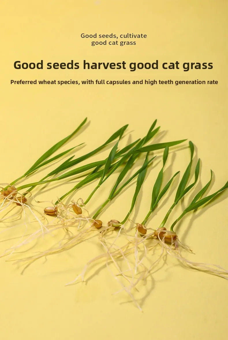 Pet Supplies Cat Snacks Cat Planting Hydroponic Box Cat Grass Pot Hydroponic Cat Grass Box