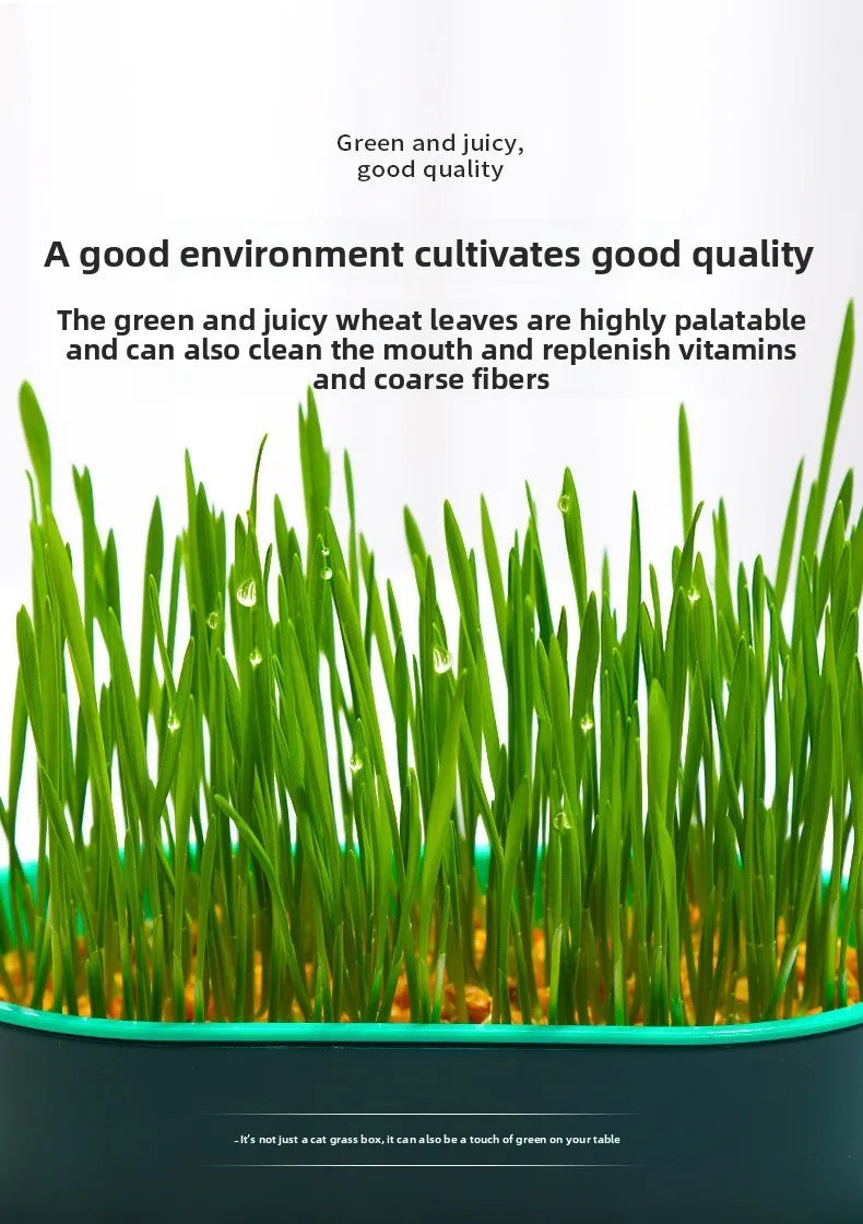 Pet Supplies Cat Snacks Cat Planting Hydroponic Box Cat Grass Pot Hydroponic Cat Grass Box