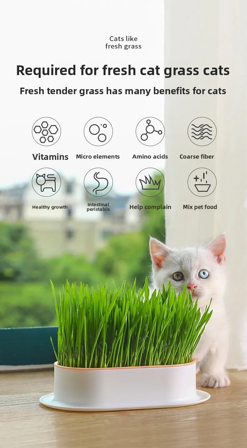 Pet Supplies Cat Snacks Cat Planting Hydroponic Box Cat Grass Pot Hydroponic Cat Grass Box